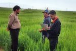 مدیریت تولید و بازار با کشت قراردادی در آذربایجان شرقی