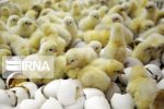 جوجه ریزی در آذربایجان شرقی بیش از نیاز استان است