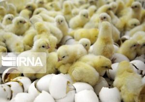جوجه ریزی در آذربایجان شرقی بیش از نیاز استان است