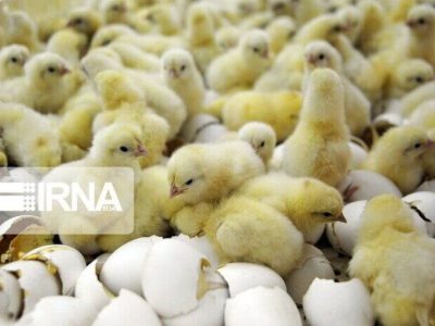 جوجه ریزی در آذربایجان شرقی بیش از نیاز استان است