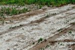 فرسایس خاک، شوری تدریجی اراضی کشاورزی را موجب می شود