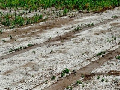 فرسایس خاک، شوری تدریجی اراضی کشاورزی را موجب می شود
