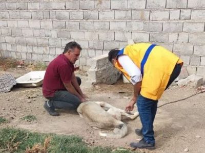 واکسیناسیون یک هزار قلاده سگ در ملکان علیه بیماری هاری