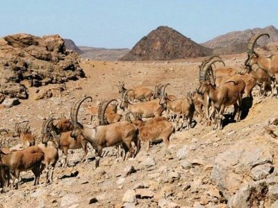 سرشماری پهپادی حیات وحش آذربایجان‌شرقی