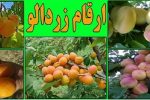 تولید هشت رقم جدید زردآلو پس از ۲۵ سال تحقیق