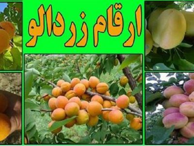 تولید هشت رقم جدید زردآلو پس از ۲۵ سال تحقیق