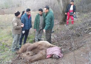 نجات خرس قهوه‌ای از تله شکارچیان در خداآفرین