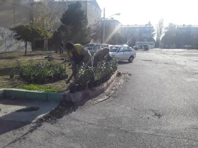 کاشت ۲هزار بوته همیشه سبز شمشاد در سطح شهرداری منطقه ۶ تبریز