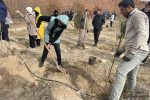 کاشت نهال در پارک پیوند تبریز به یاد شهدای غزه