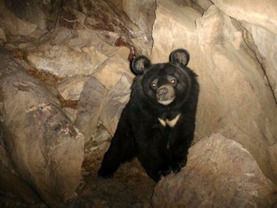 تولید رده سلولی شناسنامه‌دار از گونه‌ در معرض خطر انقراض خرس سیاه بلوچی