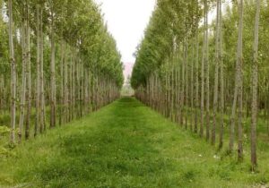 ۱۱۴ هزار هکتار اراضی مستعد زراعت چوب در آذربایجان شرقی وجود دارد