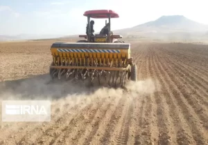 تحقق ۷۶ درصد از تعهدات کشت قراردادی تعاون روستایی آذربایجان شرقی