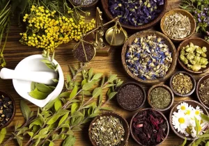 همایش ملی گیاهان دارویی در مراغه برگزار شد