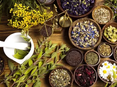 همایش ملی گیاهان دارویی در مراغه برگزار شد