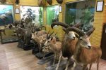 موزه تاریخ طبیعی تبریز آماده پذیرایی از میهمانان نوروزی است