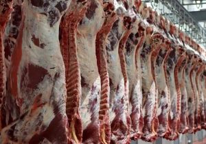 واردات گوشت گرم گوسفندی و گوساله از آفریقای جنوبی آغاز شد