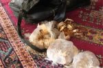 سرقت طلا با پوشش دوست خانوادگی در مراغه