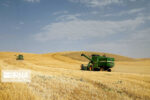 کاهش ۱۰ هزار هکتار از گندم زارهای آبی آذربایجان شرقی