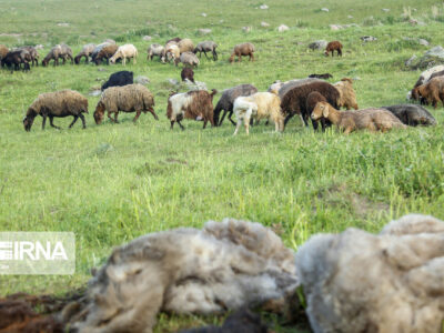 تولید ۵۰۰ هزار تن علوفه در مراتع آذربایجان شرقی