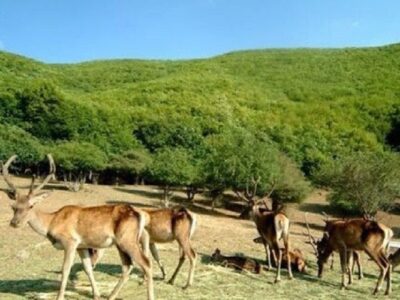 جمعیت حیات وحش آذربایجان‌شرقی رو به افزایش است