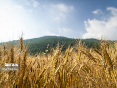 پیش‌بینی تولید ۵.۵ تا ۶ میلیون تن گندم از دیم‌زارهای کشور