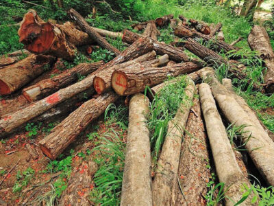 قطع سازمان‌یافته درختان در جنگل‌های آذربایجان شرقی انجام نمی‌شود