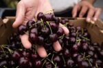 جایگاه پنجم آذربایجان شرقی در تولید گیلاس