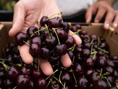 جایگاه پنجم آذربایجان شرقی در تولید گیلاس