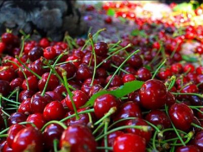 ۱۵ درصد باغات آلبالوی کشور در آذربایجان شرقی است/مقام دوم استان در تولید آلبالو
