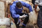 ۹۲ درصد از جمعیت دام آذربایجان شرقی علیه بیماری طاعون واکسینه شد