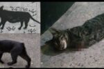گربه‌ها مراقب دم‌هایشان باشند