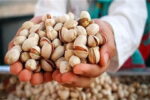خودنمایی پسته آذربایجان شرقی در سبد صادراتی کشور