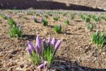 سطح زیر کشت زعفران در آذربایجان شرقی به بیش از ۴۲۵ هکتار رسید