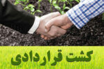 وزارت جهاد کشاورزی از اجرا و توسعه کشت قراردادی توسط بخش خصوصی حمایت می کند