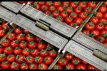 تولیدات کشاورزی تحت تاثیر محدودیت های آب و خاک قرار دارد