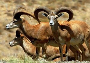 اجرای عملیات سرشماری حیات وحش منطقه حفاظت شده سهند