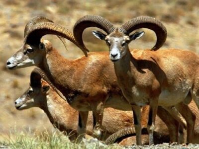 اجرای عملیات سرشماری حیات وحش منطقه حفاظت شده سهند