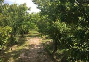 ضرورت کاهش سطح زیر کشت باغات غیراقتصادی در آذربایجان شرقی