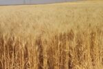 منشاء گندم‌های سراسر جهان، کشور ایران است