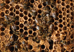 رتبه نخست آذربایجان شرقی در تعداد زنبورستان‌ها در کشور