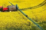 کلزا محصول راهبردی کشاورزان آذربایجان شرقی برای خودکفایی در تولید دانه های روغنی