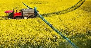 کلزا محصول راهبردی کشاورزان آذربایجان شرقی برای خودکفایی در تولید دانه های روغنی