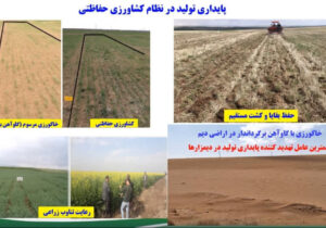 کشاورزی حفاظتی ضامن پایداری تولید در دیم‌زارهاست