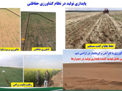 کشاورزی حفاظتی ضامن پایداری تولید در دیم‌زارهاست