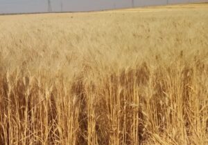 تولید ۹ هزار و ۸۰۸ تن هسته‌های بذر ارقام دیم درکشور