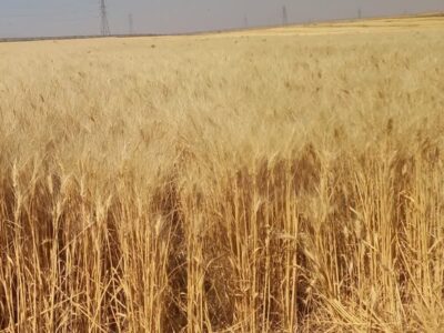 تولید ۹ هزار و ۸۰۸ تن هسته‌های بذر ارقام دیم درکشور