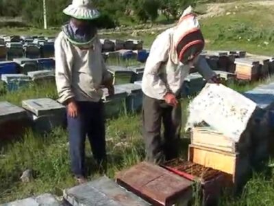 تولید بیشترین عسل آذربایجان شرقی در مراغه