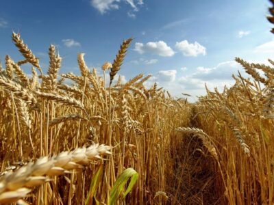 بیمه اجباری گندم و دانه‌های روغنی در آذربایجان شرقی کلید خورد