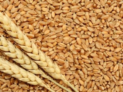 کشف ۲۹ تن گندم قاچاق در مراغه