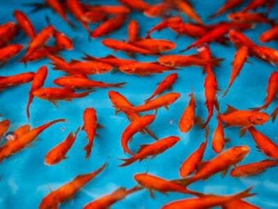 «ماهی قرمز کوچولو» خطر جدی برای محیط زیست